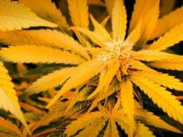 legalisering milieu cannabis cannabis petitie bonaire cannabis industrie luchtwaliteit legalisatie van cannabis JA21 Project C