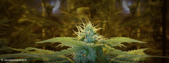 documentaireserie Cannabis helmond Project C