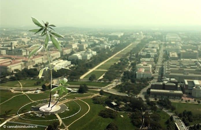 democratische partij cannabis trump cannabis onderzoek cannabis legalisatie amerikaanse congres more act joe biden drug czar