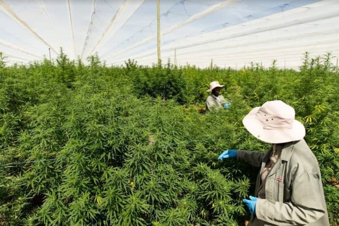 highlands investments zuid-afrika macedonië cannabis