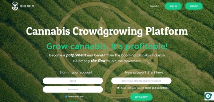Juicy Fields scam platform cannabis kweken