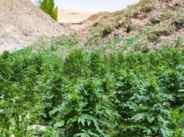 cannabis in Afghanistan